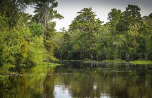 bayou swamp